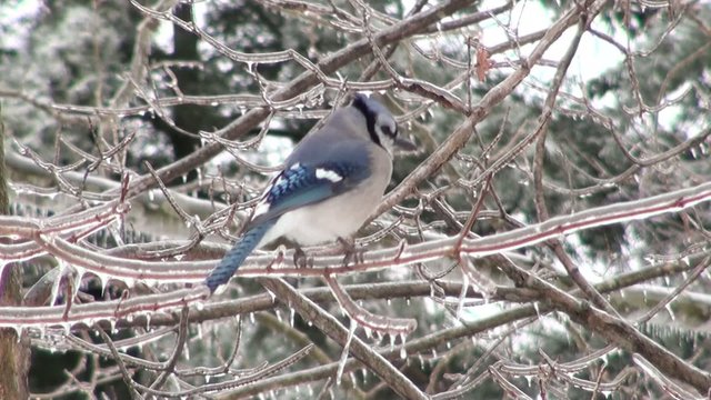 Blue jay on ice covered branch