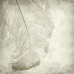 textured old paper background with dyed ostrich feather