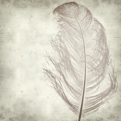 textured old paper background with dyed ostrich feather - obrazy, fototapety, plakaty