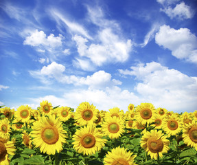 Obraz premium sunflower field
