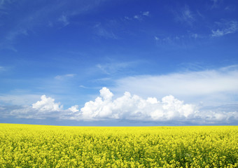 Obraz premium rape field