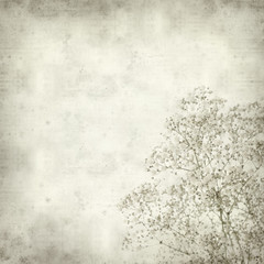 textured old paper background with  Gypsophila (Baby's-breath)