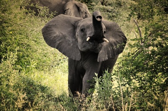 Fototapeta Trumpeting Baby Elephant