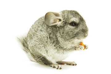 chinchilla