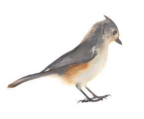 Tufted Titmouse, Baeolophus bicolor, isolated