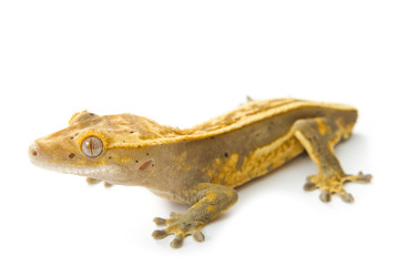 gecko