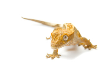 gecko