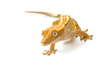 gecko