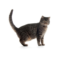 cute cat on white background