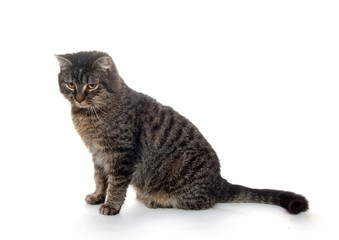 cute cat on white background