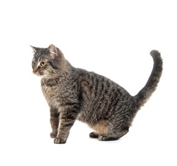 Fototapeta premium cute cat on white background