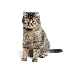 Obraz premium cute cat on white background