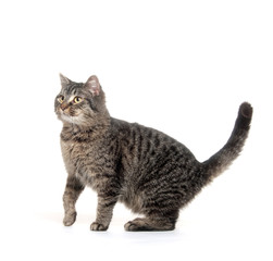 cute cat on white background