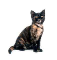 Cute kitten sitting on white