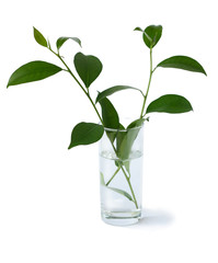 Branch with green leaves  in a glass of water