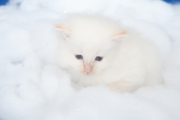 Fototapeta premium White kitten in cotton