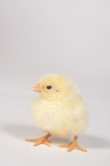Baby chick