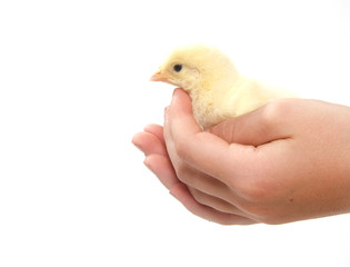 Baby chick