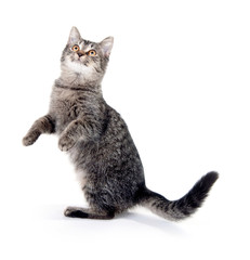 Gray cat on white