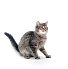 Fototapeta premium Gray cat on white
