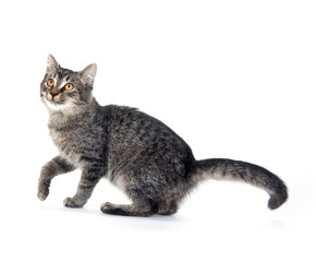 Gray cat on white