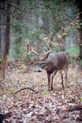 Whitetail deer buck walking in the woods