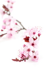 fleur de prunus sur fond blanc