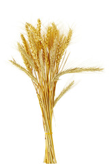 Fototapeta premium Cereal Grain Bundle