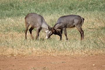 Fight between two male Impala