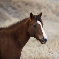 Challis Idaho horse