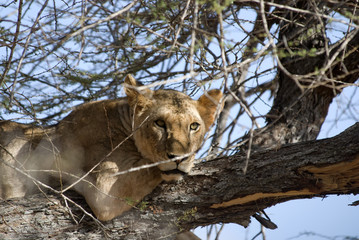 Lion, Tsavo East National Park