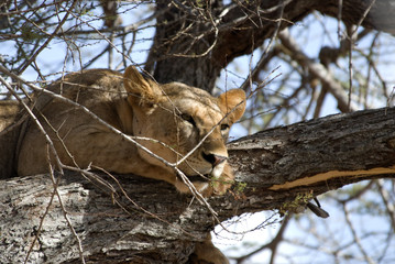 Lion, Tsavo East National Park