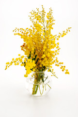 Fototapeta premium MIMOSA 1