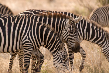Fototapeta na wymiar Zebra, Tsavo East