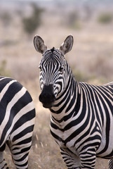 Fototapeta na wymiar Zebra, Tsavo East National Park