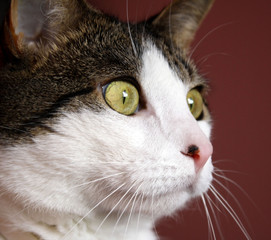 Cat with a very focused stare