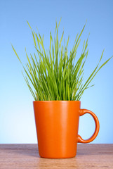 Cup with grass on blue background