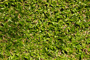Pattern of green grass