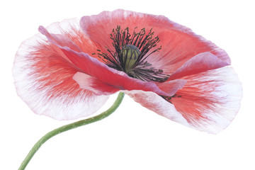 Naklejka premium poppy