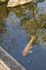 池の鯉