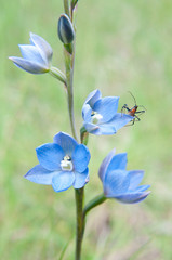 Rare Blue Sun Orchid and Visitor