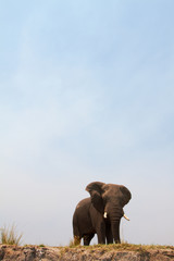 Naklejka na ściany i meble Majestatyczny słoń afrykański