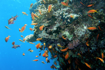 Fototapeta na wymiar subacquea