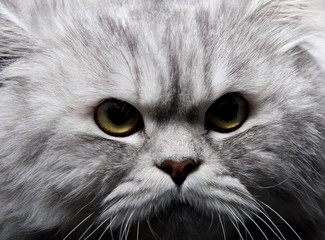 Persian cat
