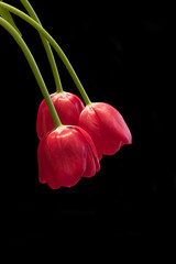 Three fresh spring red tulips on black background with copy spac