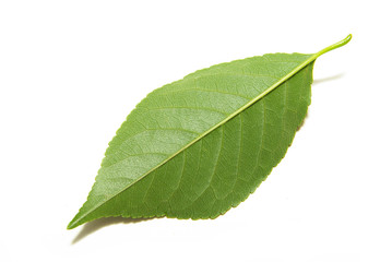 leaf