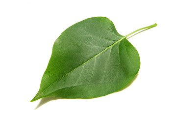 leaf