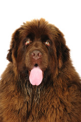 Newfoundland dog in studio on the white background