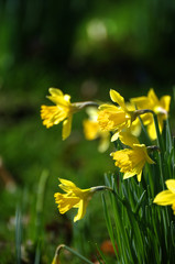 Beautiful daffodil narcissus flowers in fresh spring meadow