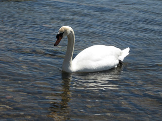 Toronto Lake Floating White Swan 2007